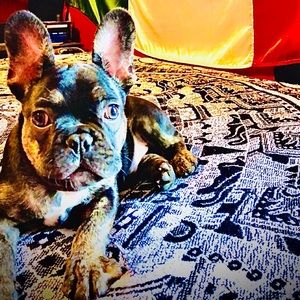 Meet your Posher, Ivan